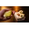 THE FINAL LOAD Baby Chicks by Murphy's Magic, poussin pour final de routine